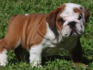 Engelse bulldog pups beschikbaar geboren in Nederland.